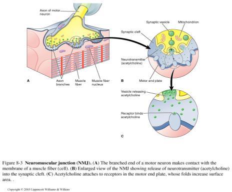 4. Synaptic cleft the space between neuron and muscle where neurotransmitter is released 5.