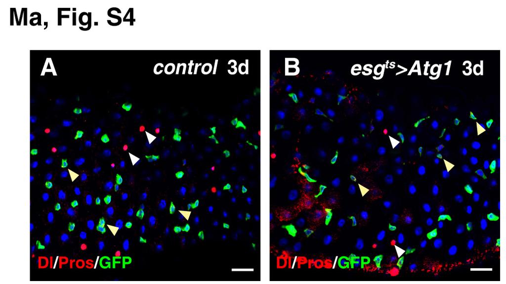 Fig. S3. Overexpression of Atg1 induces autophagosome formation. (A, A ) Autophagosomes are rarely observed in ActGal4 FLP-out clones (AY, red) expressing GFP-Atg8 alone (white arrowheads).