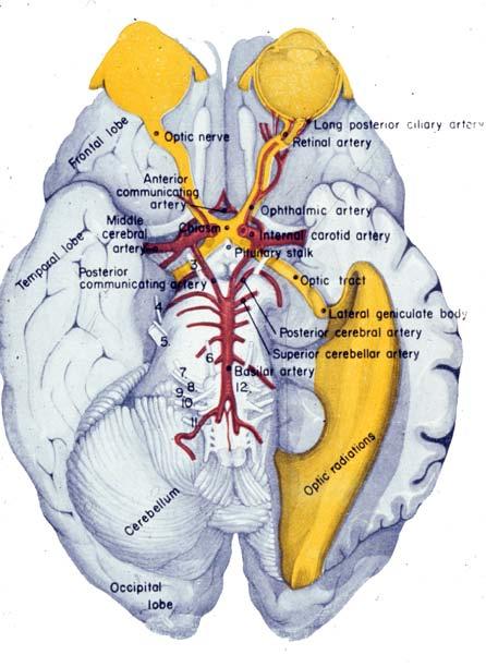 Neuroanatomy Suzanne S. Stensaas, Ph.D. February 16, 2012 Objectives: THE VISUAL PATHWAY FOR DENTAL STUDENTS A.