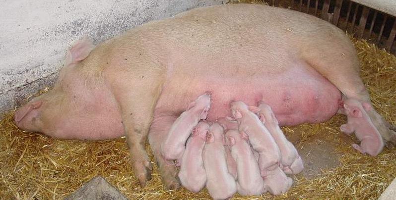 Lactating sows: Even in the best management conditions, lactating sows lose body weight during lactation, even under ad