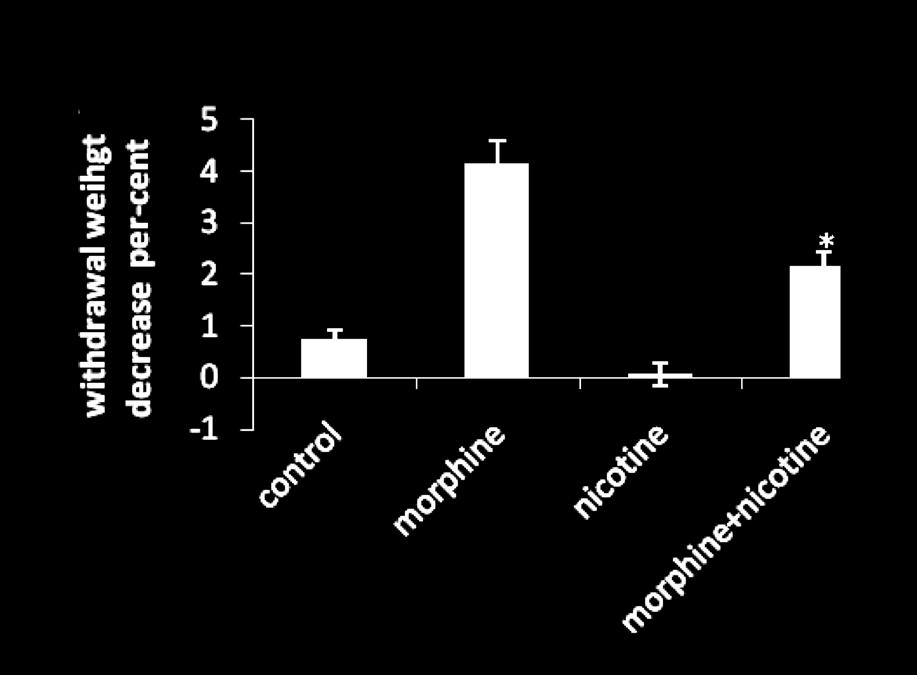 Figure 3. the effect of nicotine on total withdrawal score induced by naloxone in frequent dose morphine-dependent *: Symptomificant difference with morphine group (p<0.001) Figure 4.