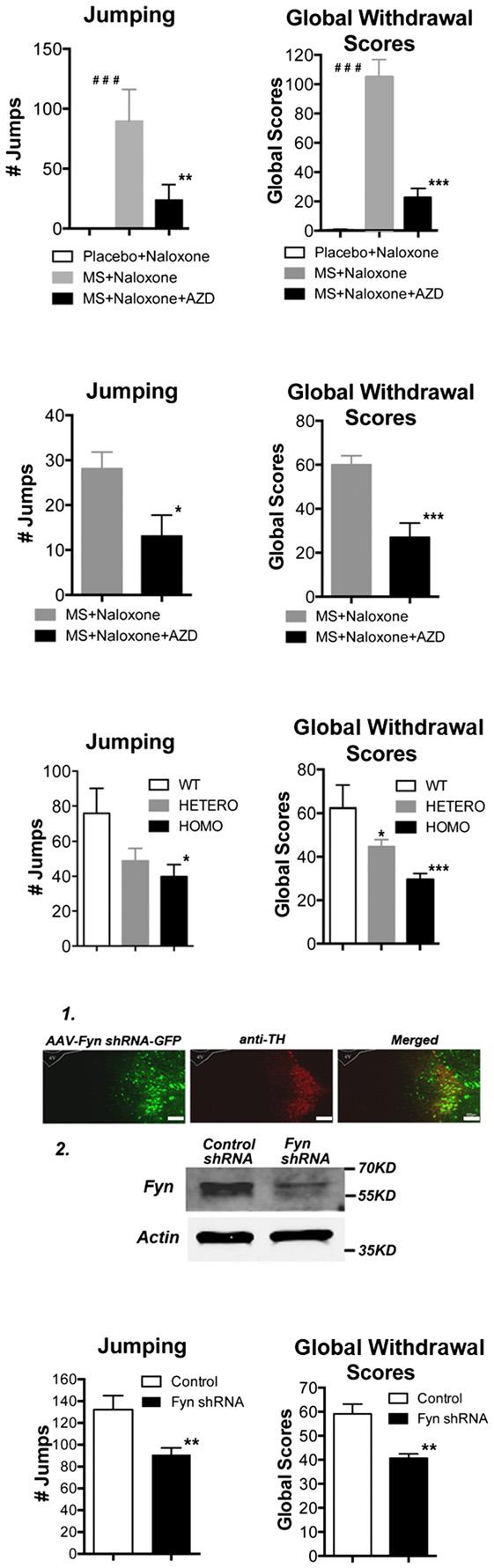 Lei Zhang et al MOR phosphorylation and opiate withdrawal EMBO Molecular Medicine A B C D Figure 5. The effect of Src activity or levels on naloxone-precipitated somatic withdrawal signs.