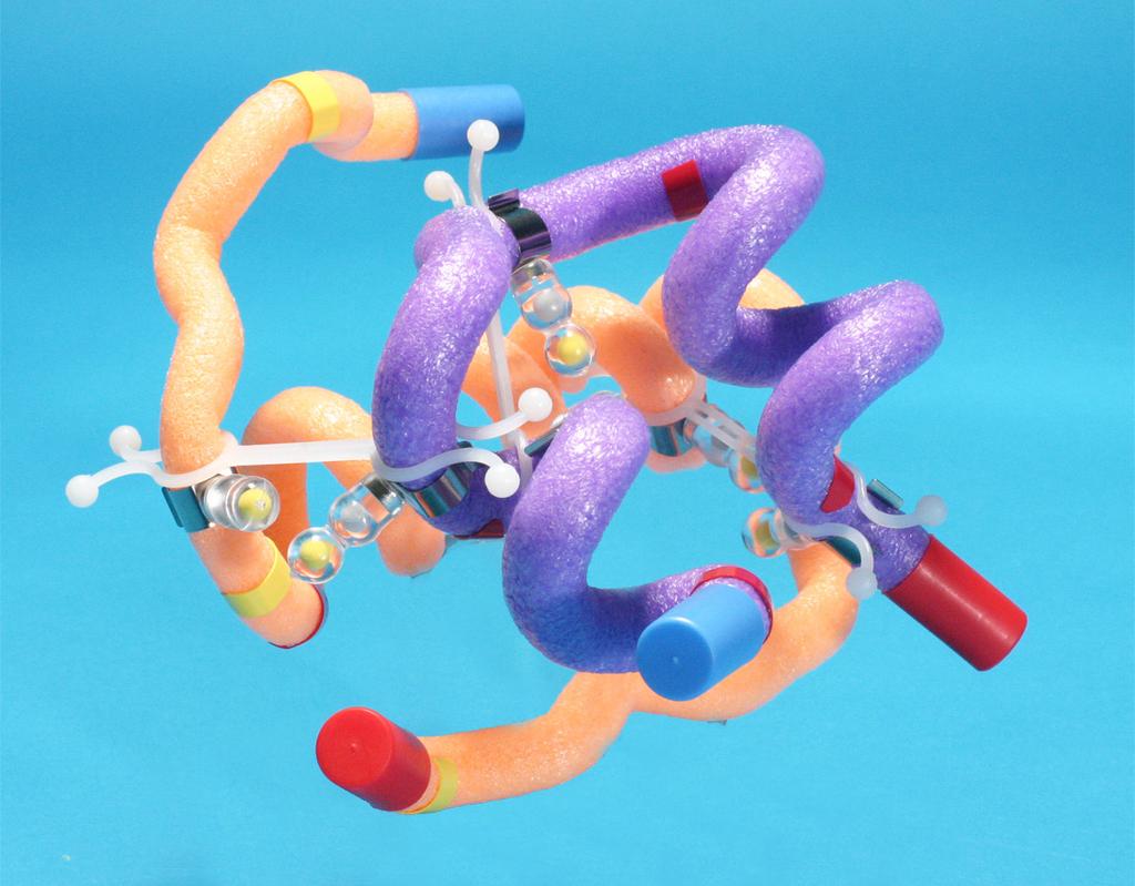 Folding the Physical Model Of Insulin (continued) 4. Indicate where the α-helicies are on each protein chain by placing the red plastic markers at the beginning and the end of each α-helix.