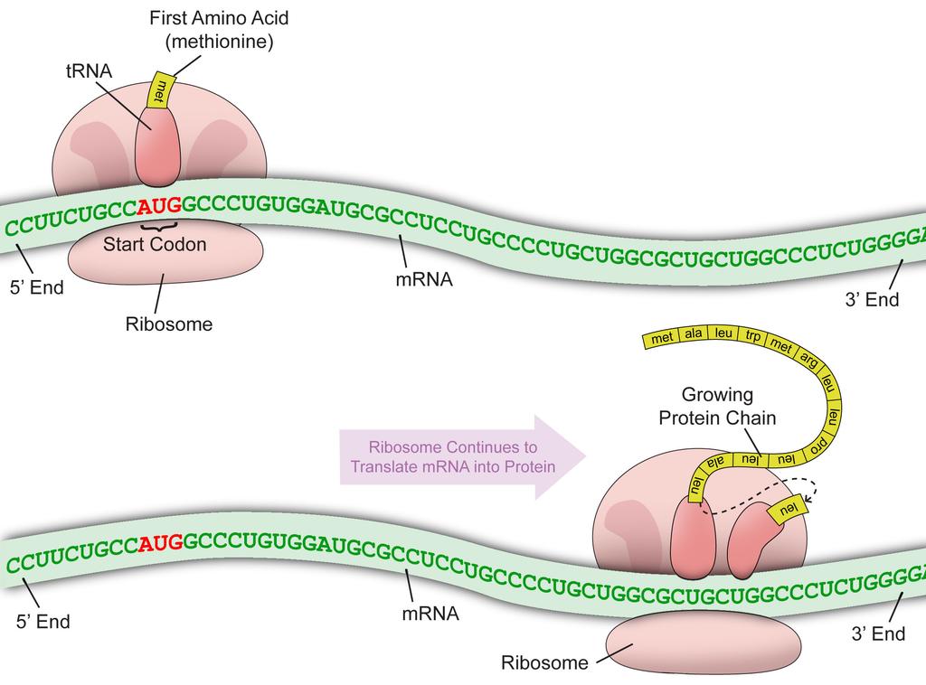 Translating mrna Into Protein Protein Synthesis of Insulin Protein Translating mrna Into Protein continued 4. Highlight the protein that is synthesized by a ribosome.