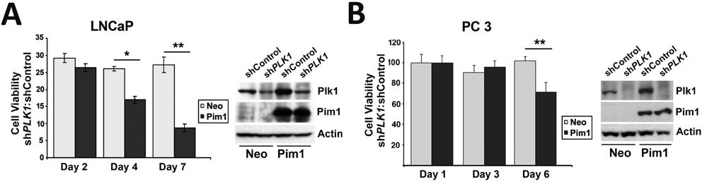 SUPPORTING DATA Figure 1. Reduced cell viability of PLK1 knock-downed cells. Relative cell viability of PLK1 knock-downed LNCaP (A) and PC3 cells (B).