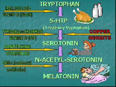 Serotonin Metabolism Dopamine CNS neurotransmitter Has effects outside nervous system i.e. vasodilator Functions Pleasure/Reward Motivation Addictive drugs increase dopamine in the brain