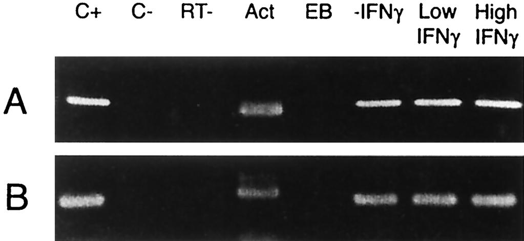 50 ng of IFN- per ml to induce persistence engenders development of grossly enlarged RB (arrowheads). N, nucleus. Bar 1 m.