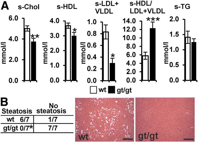3328 HIF-P4H-2 in Obesity and Metabolism Diabetes Volume 63, October 2014 Figure 2 Hif-p4h-2 gt/gt mice have decreased serum cholesterol levels and are protected against hepatic steatosis.