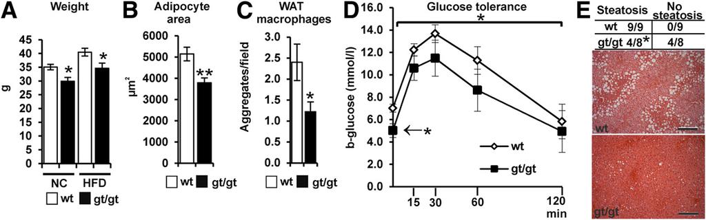 A and B: Quantitative PCR analyses of the mrna levels of HIF target and lipid metabolism genes in the skeletal muscle and WAT (A) and liver (B) of gt/gt mice relative to the wild type (wt).