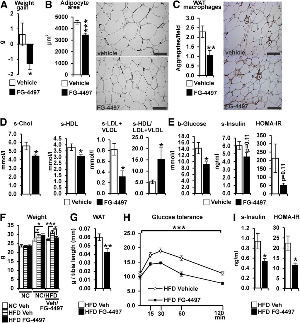 diabetes.diabetesjournals.org Rahtu-Korpela and Associates 3331 Figure 7 Pharmacological Hif-p4h inhibition reverses metabolic dysfunction in both aged mice and mice fed HFD.