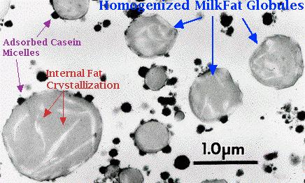 Lipid function-milk Globule Non-polar core made of fatty acids on a triacylglycerol Fatty acids are arranged in specific order to allow easy digestion by lipases Bovine milk globule destroyed by