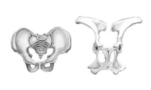 Human and Cow Pelvis Human female pelvis Cow pelvis Evolutionary solution was to