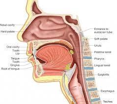 Oropharynx Anatomy Soft palate Ant tonsillar pillars Vallecula Includes tonsils, soft palate