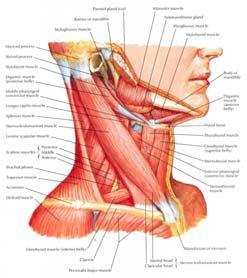 com Oropharynx Staging T1 <2 cm T2 2 4 cm T3 >4 cm T4a invades larynx, deep tongue muscles,
