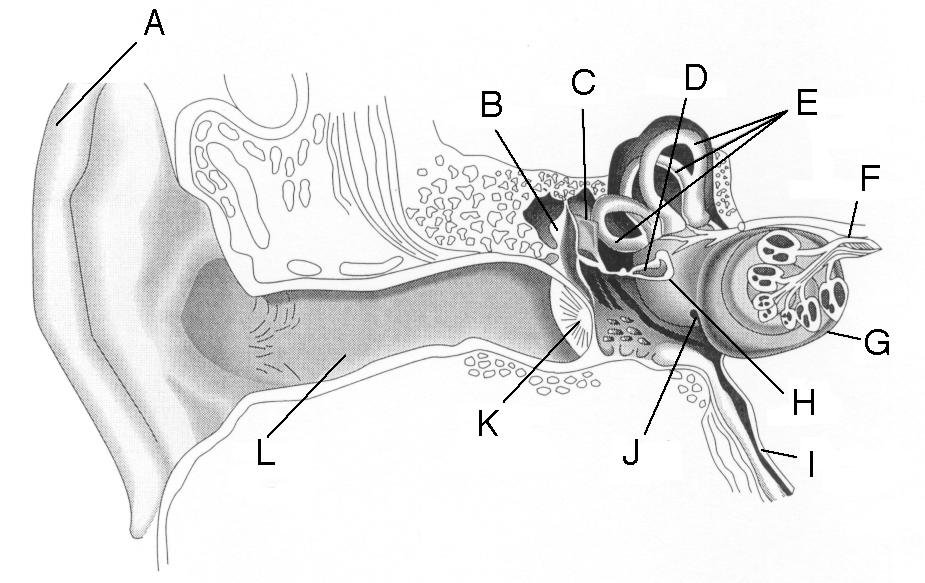 14. Match the labels from the figure above to each of the following parts of the auditory system: Pinna Cochlea Eardrum Stapes (Stirrup) External Auditory Canal Contains the Organ of Corti Round