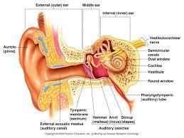 Anatomy - The ear is divided up into three parts - Sound enters in through the outer