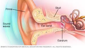 Outer ear - Consists of external pinna (auricle) and the auditory canal - Collect sound waves and channel them to