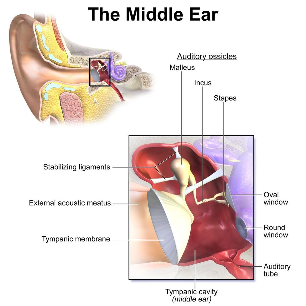 Middle ear Consists of 3 small bones (ossicles) - Malleus (hammer) - Incus (anvil) -Stapes (stirrup) - The vibrations are transmitted from the tympanic membrane to these bones to the oval