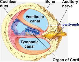 Inner ear - Consists of fluid filled chambers including the