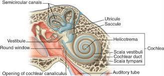 chamber involved in hearing - Looks like a snail - 2 large canals -