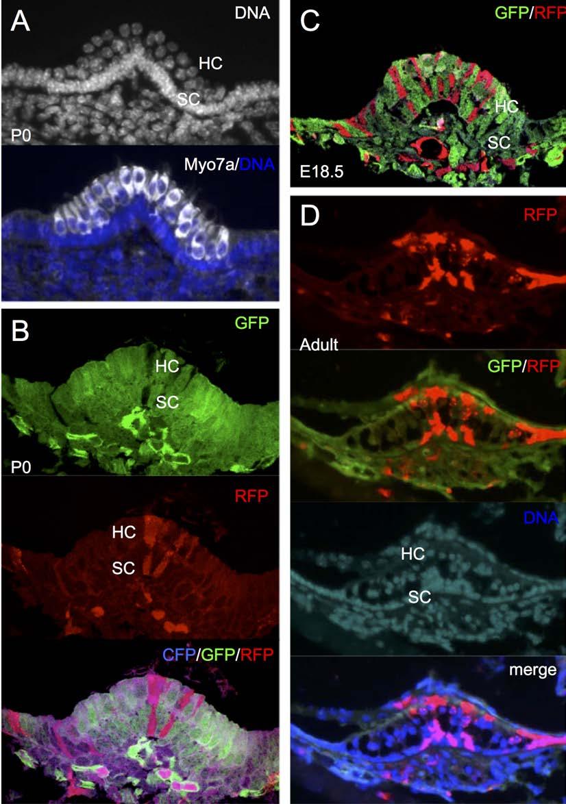 Supplementary Figure 2. Sensory hair and supporting cells are related in the ampulla. (A) A section of P0 ampulla stained with Hoechst (upper panel) and Myo7a (lower panel-merged).