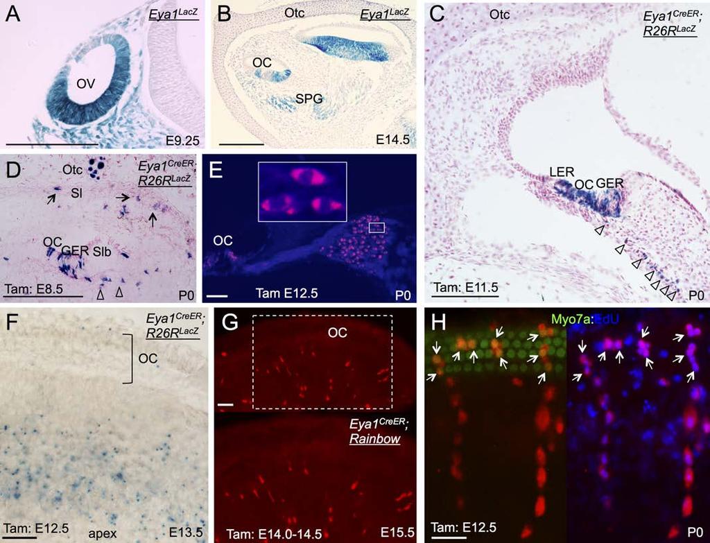 Supplementary Figure 6. Eya1 expression and clonal analysis using Eya1 reer in cochlea. (A) LacZstaining on section of Eya1 LacZ embryo at E9.25.