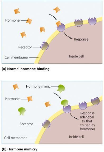 Endocrine Disruptors Some chemicals, once inside the bloodstream, can mimic hormones.