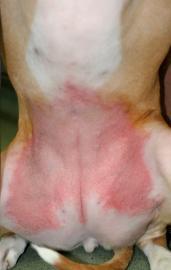Cutaneous adverse food reactions in the canine patient D R. M I C H A E L A. R O S S I, D V M, M N S D I P.