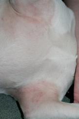 (2001) ACVD Task Force on canine atopic dermatitis Is there a relationship between