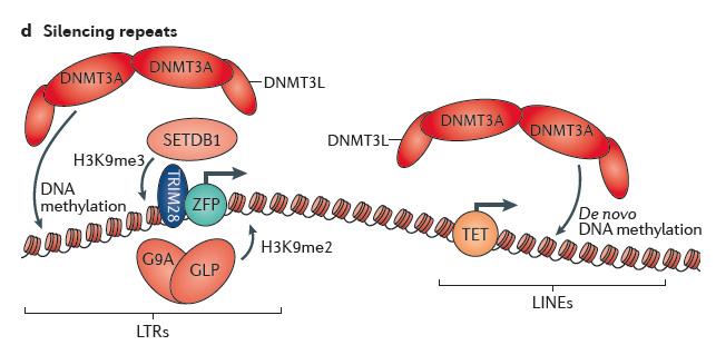 d Repetitive elements such as LTR-containing retroelements and LINEs are also silenced by DNA methylation, although for LTRs, DNA methylation acts downstream of zinc finger protein (ZFP)-based