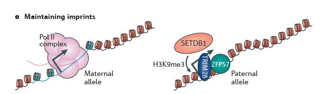 LINE elements exhibit enriched hemimethylation and hydroxymethylation, which may be countered by de novo methyltransferase recruitment and activity. Smith et al. (2013) Nat. Rev. Genet. 14, 204-220.