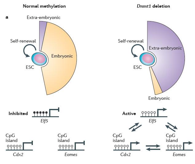 Figure 2 Lineage restriction and renewal of embryonic and adult stem cells.