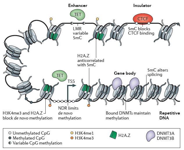 Jones (2012) Nat. Rev. Genet. 13, 484-492. Gene silencing often precedes DNA methylation of promoters.