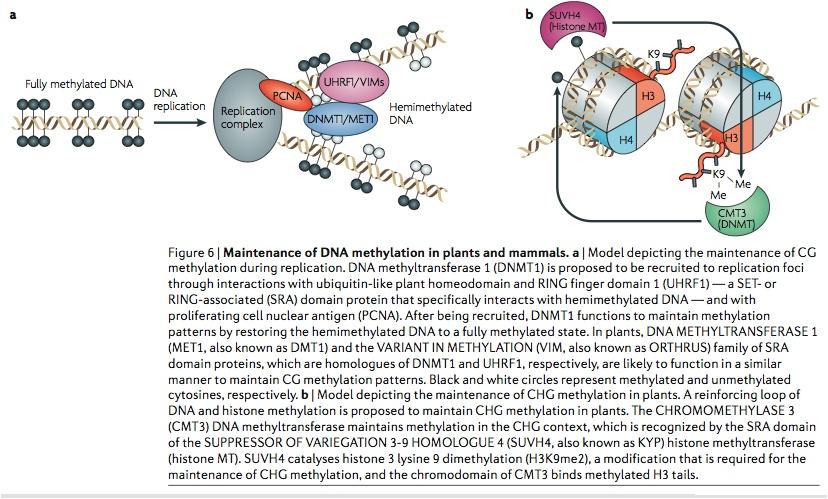 Maintenance of DNA methylation in plants &