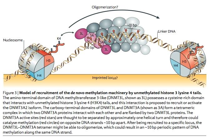 De novo DNA methylation in plants & animals Law & Jacobsen (2010) Nat. Genet.