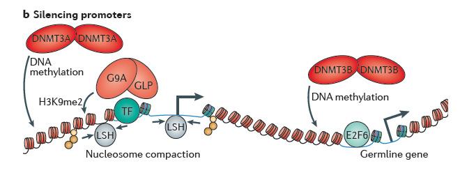 b Stable silencing of promoter regions requires recruitment of repressive transcription factors, which direct the recruitment of the chromatin remodeller LSH, linker histone H1, heterochromatin