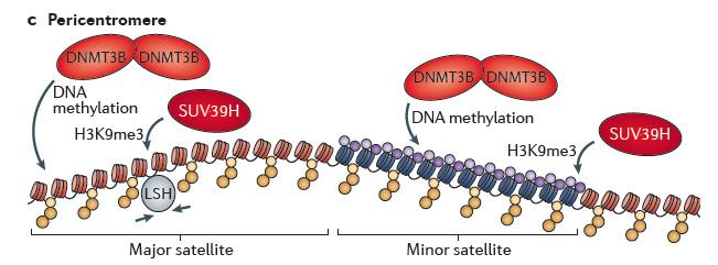 At germline gene promoters, DNA methyltransferase 3B (DNMT3B) is more directly involved in gene silencing than at other genes and acts downstream of transcriptional repressors (E2F6 is shown).