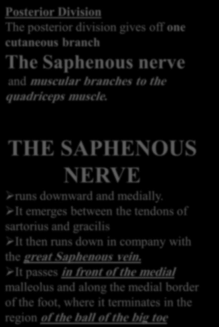 It emerges between the tendons of sartorius and gracilis It then runs down in company with the great Saphenous