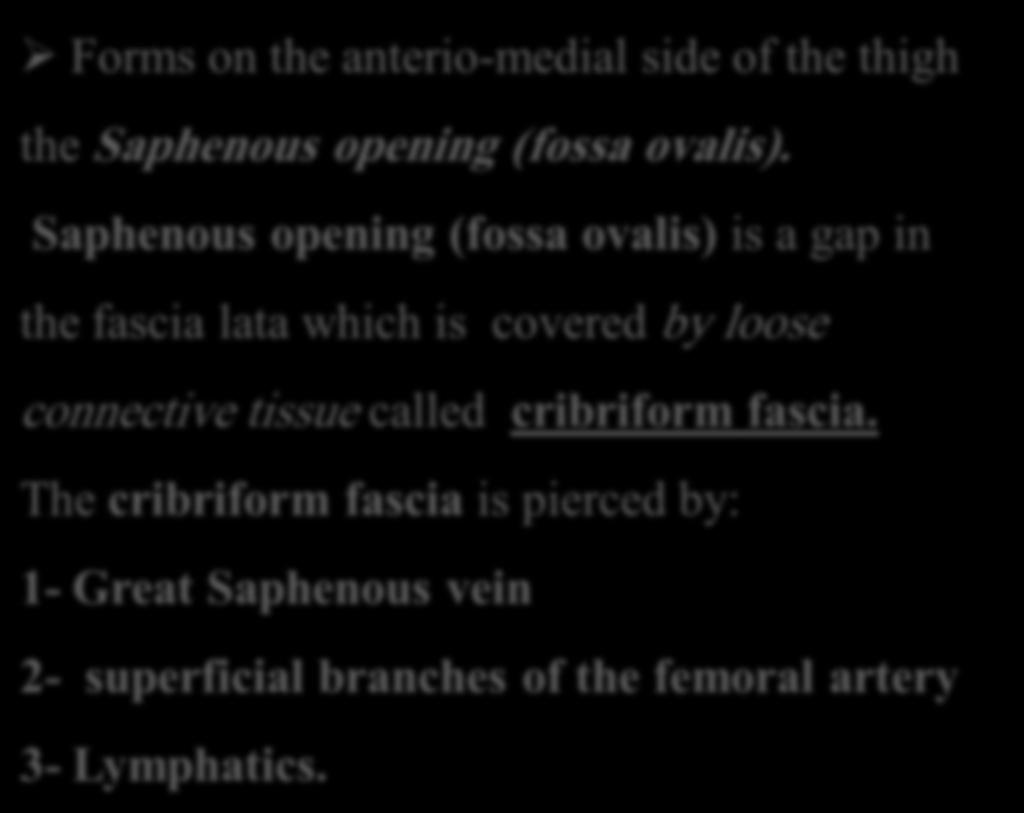 B- Deep fascia of the thigh (fascia lata) Forms on the anterio-medial side of the