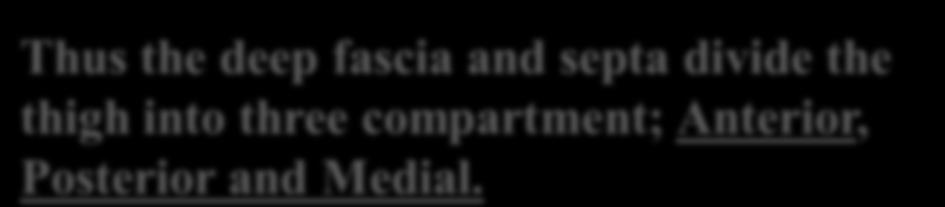 Fascia lata is connected to the linea aspera by three intermuscular septa; 1-
