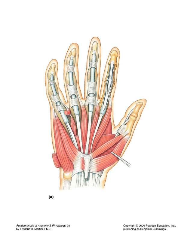Abductor Digiti Minimi Origin: Pisiform and tendon of flexor carpi ulnaris