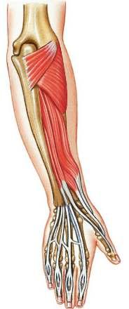 Extensor Pollicis Longus Origin: Middle third of ulna and interosseous membrane