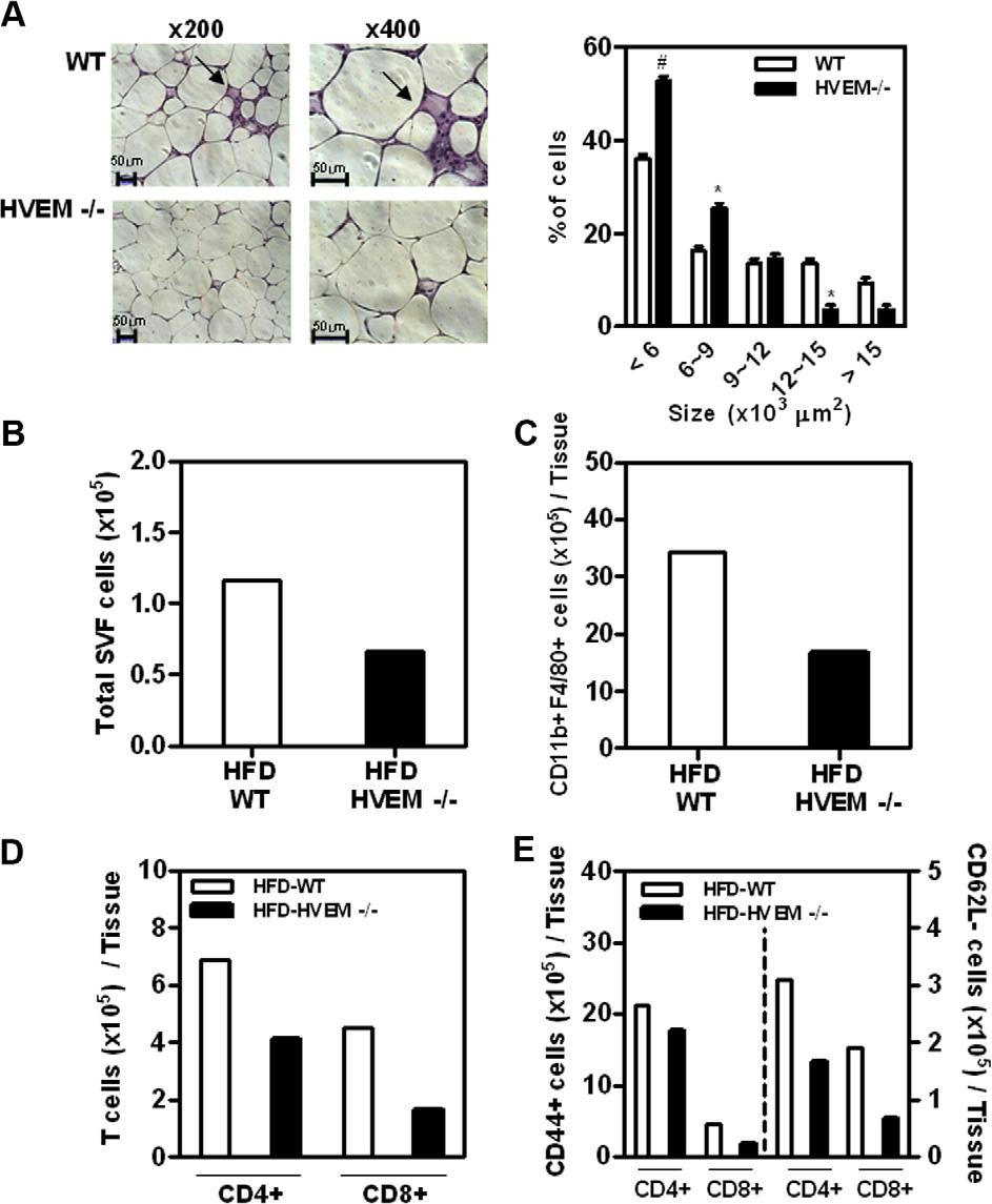 H.-J. Kim et al. / FEBS Letters 585 (2011) 2285 2290 2287 Fig. 2. Adipose macrophages and T cells in HFD-fed HVEM-deficient mice. (A) Histochemistry of adipose tissue and adipocyte size.