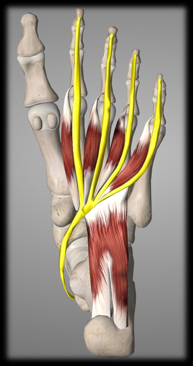 Second layer : Tendon of flexor digitorum longus : The tendon splits into four tendons for the lateral four toes.