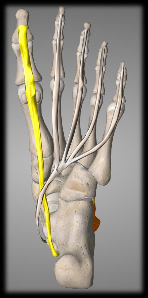 Second layer : Tendon of Flexor hallucis longus : This tendon passes forward and medially and crosses deep to