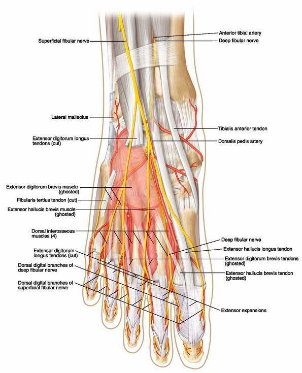 The muscles of the dorsum of the foot: *Extensor digitorum brevis: _has 4 tendons inserted into the medial 4 toes.