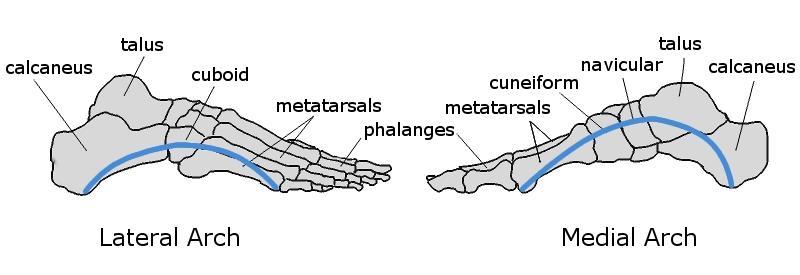 The medial longitudinal arch: Posterior pillar: calcaneous Top: