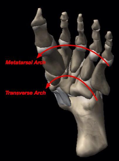 The transverse arch: It is formed by: Bases of the metatarsal bones, cuboid and the three cuniforms (incomplete arch).