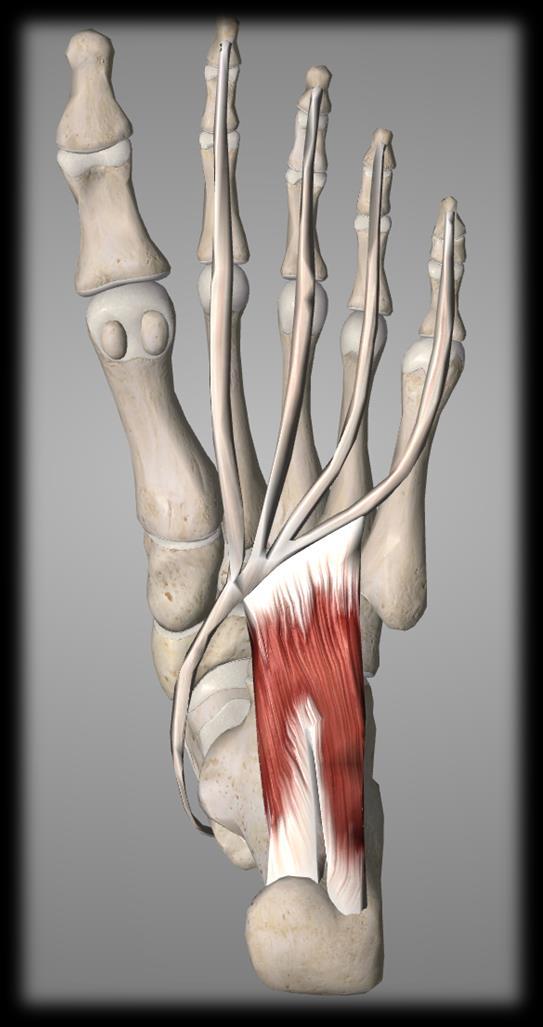 Second layer : Flexor digitorum accessories : -Origin: Originates from the medial and lateral plantar surface of the calcaneus. -Insertion: It attaches to the tendons of flexor digitorum longus.