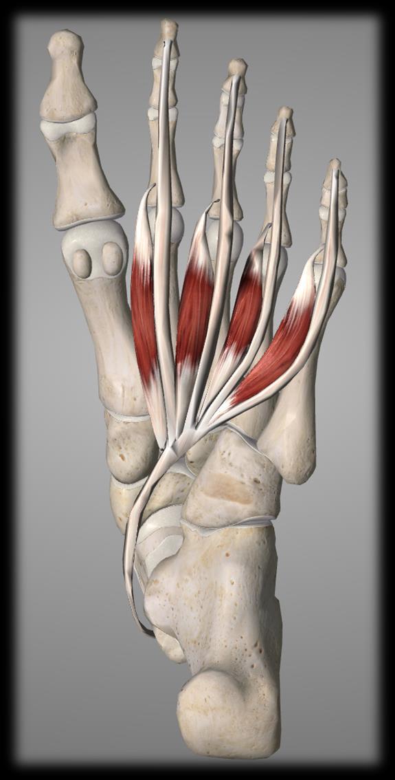 Second layer : Lumbricals : -Origin: Originates from the tendons of flexor digitorum longus.
